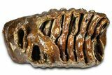 Woolly Mammoth Upper M Molar - North Sea Deposits #370382-3